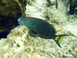 IMG 3811 Stoplight Parrotfish